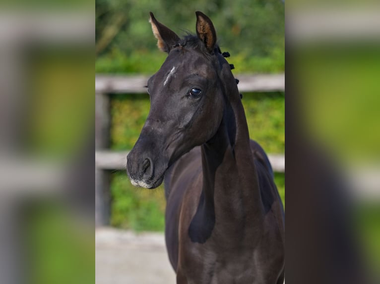 Belgian Warmblood Stallion Foal (04/2024) Black in Oud-Heverlee