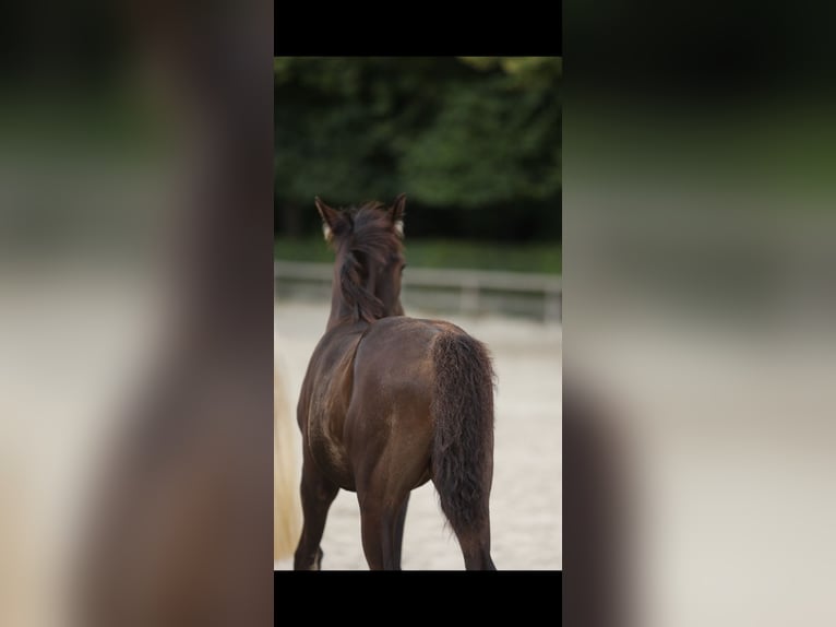 Belgian Warmblood Mix Stallion Foal (04/2026) Black in Olen