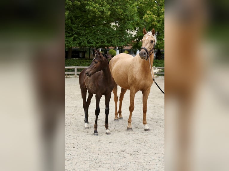 Belgian Warmblood Mix Stallion Foal (04/2026) Black in Olen