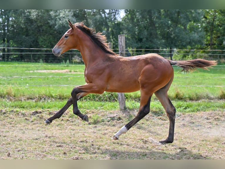 Belgian Warmblood Stallion Foal (04/2025) Brown in Sint-Katherina-Lombeek