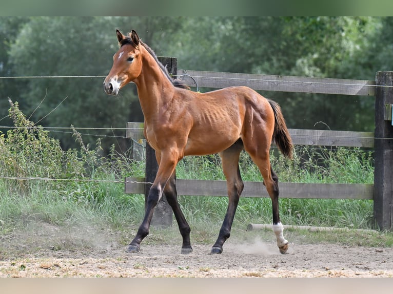 Belgian Warmblood Stallion Foal (04/2025) Brown in Sint-Katherina-Lombeek