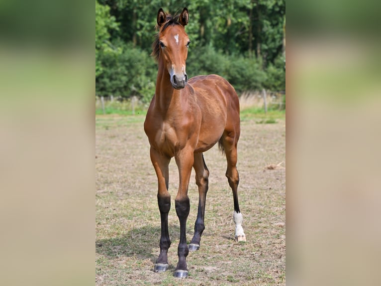 Belgian Warmblood Stallion Foal (04/2025) Brown in Sint-Katherina-Lombeek