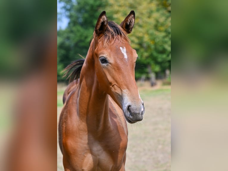 Belgian Warmblood Stallion Foal (04/2025) Brown in Sint-Katherina-Lombeek