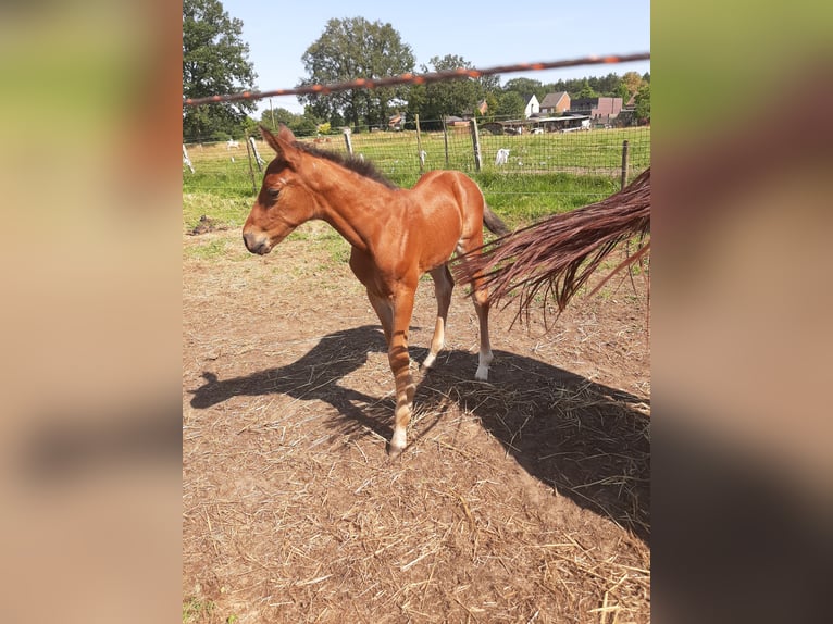 Belgian Warmblood Stallion Foal (07/2024) Brown-Light in Deurne