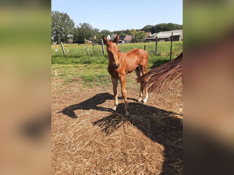 Belgian Warmblood Stallion Foal (07/2024) Brown-Light in Deurne