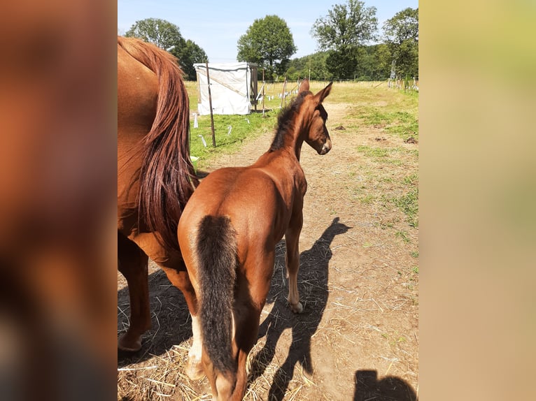 Belgian Warmblood Stallion Foal (07/2024) Brown-Light in Deurne