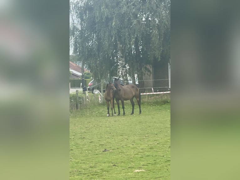 Belgian Warmblood Stallion Foal (04/2024) Brown-Light in AchelHamont