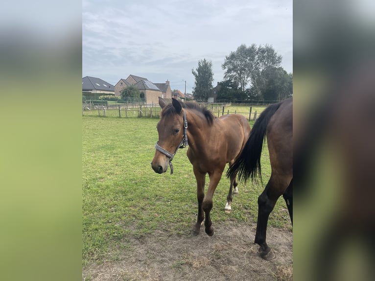 Belgian Warmblood Stallion Foal (04/2024) Brown-Light in AchelHamont