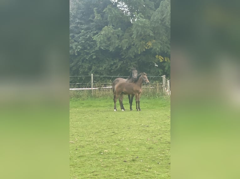 Belgian Warmblood Stallion Foal (04/2024) Brown-Light in AchelHamont