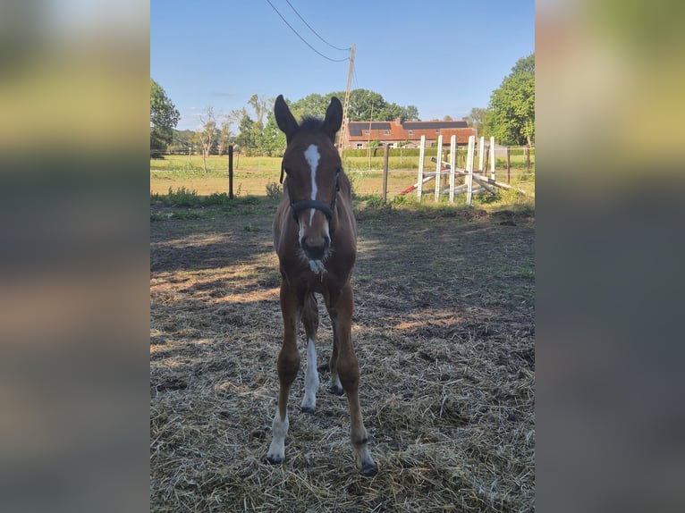 Belgian Warmblood Stallion Foal (05/2025) Brown in Beerzel