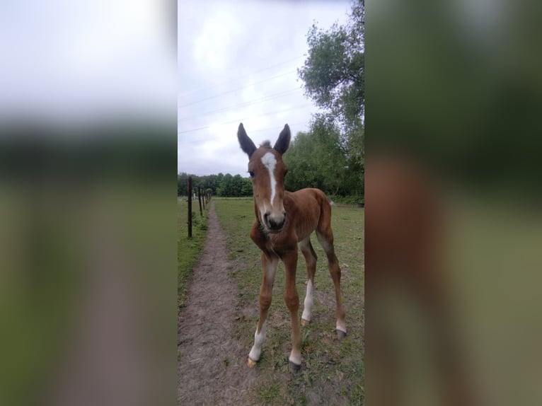Belgian Warmblood Stallion Foal (05/2025) Brown in Beerzel