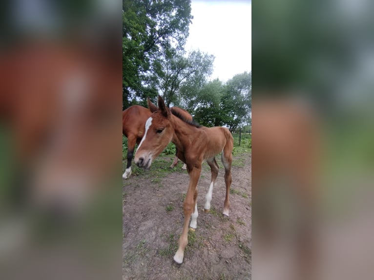 Belgian Warmblood Stallion Foal (05/2025) Brown in Beerzel