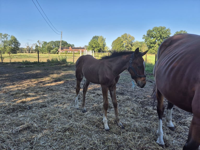 Belgian Warmblood Stallion Foal (05/2025) Brown in Beerzel