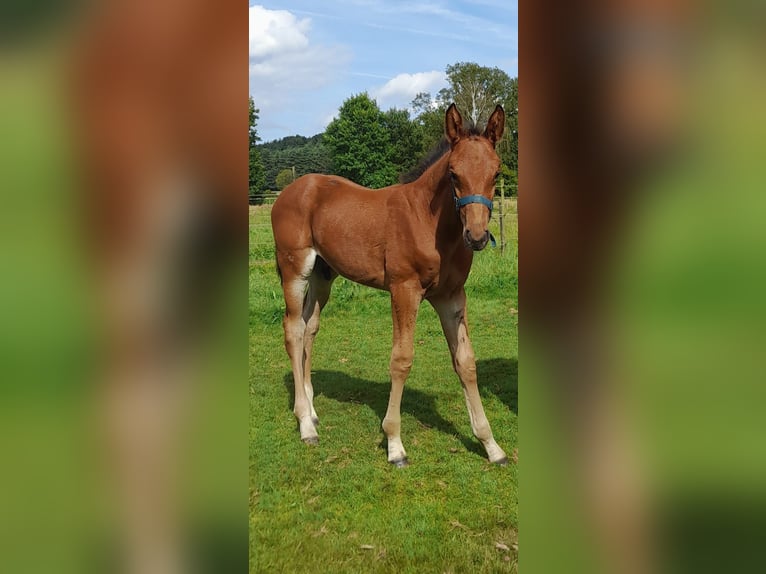 Belgian Warmblood Stallion Foal (07/2024) Brown in DEURNE