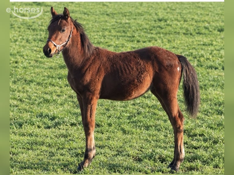 Belgian Warmblood Stallion Foal (04/2026) Brown in Aalter