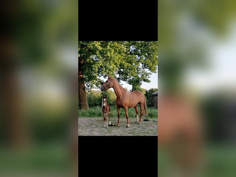 Belgian Warmblood Stallion Foal (05/2025) Brown in Herk-De-Stad