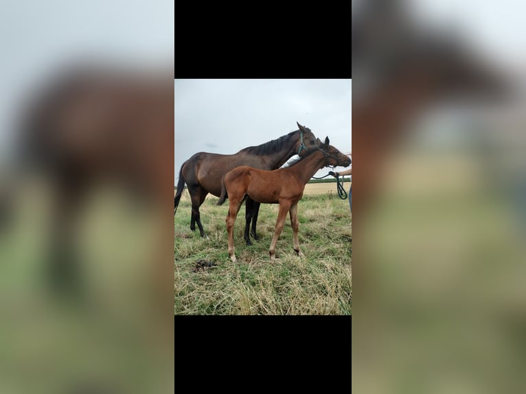 Belgian Warmblood Stallion Foal (05/2025) Brown in Herk-De-Stad