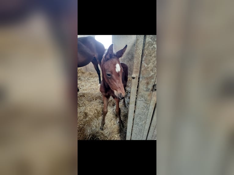 Belgian Warmblood Stallion Foal (05/2025) Brown in Herk-De-Stad