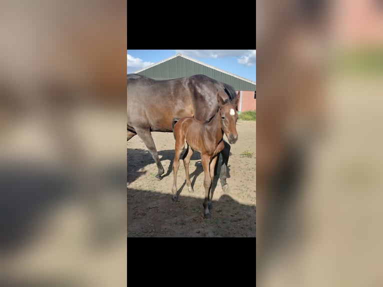 Belgian Warmblood Stallion Foal (05/2025) Brown in Herk-De-Stad