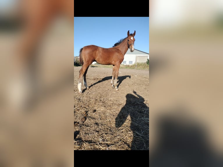 Belgian Warmblood Stallion Foal (05/2025) Brown in Herk-De-Stad