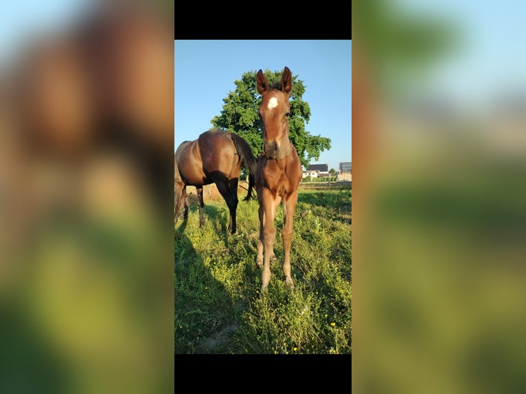 Belgian Warmblood Stallion Foal (05/2025) Brown in Herk-De-Stad