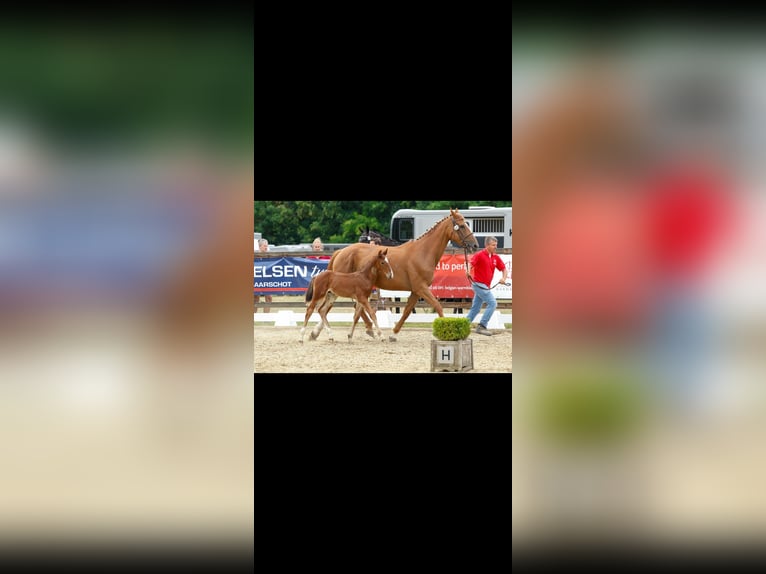 Belgian Warmblood Stallion Foal (05/2025) Brown in Herk-De-Stad