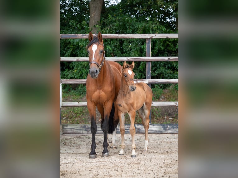 Belgian Warmblood Stallion Foal (07/2024) Brown in GROTE-BROGEL