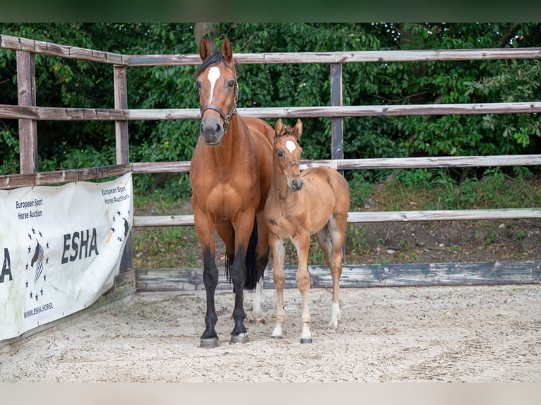 Belgian Warmblood Stallion Foal (07/2024) Brown in GROTE-BROGEL