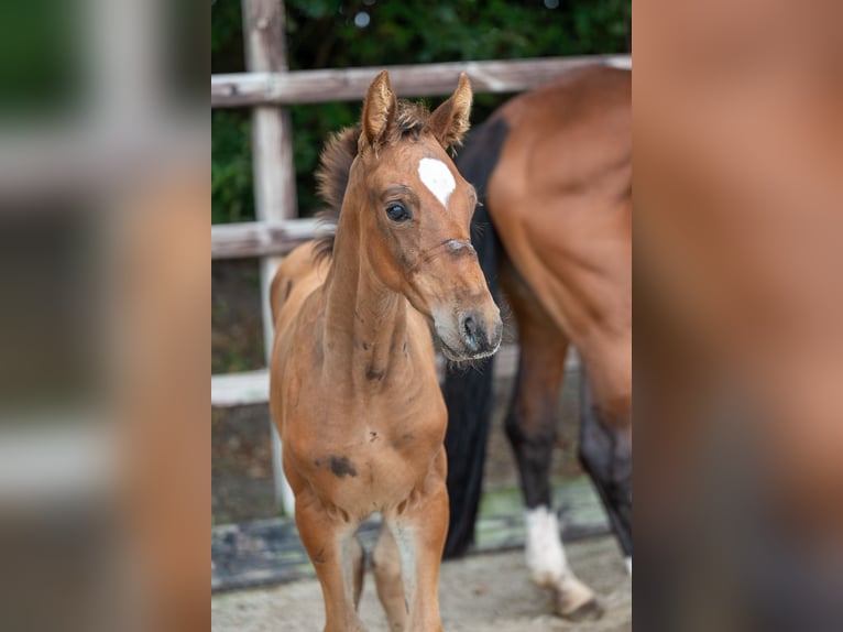 Belgian Warmblood Stallion Foal (07/2024) Brown in GROTE-BROGEL