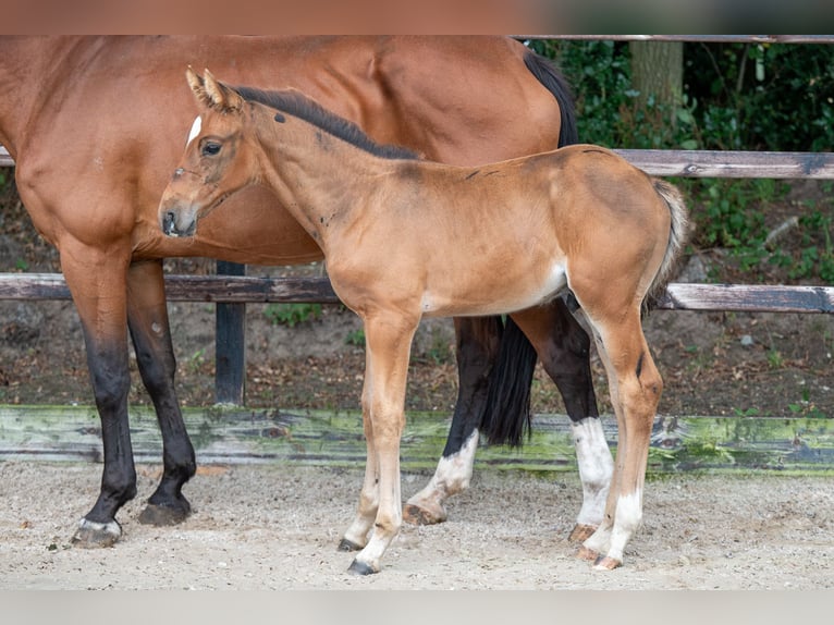 Belgian Warmblood Stallion Foal (07/2024) Brown in GROTE-BROGEL