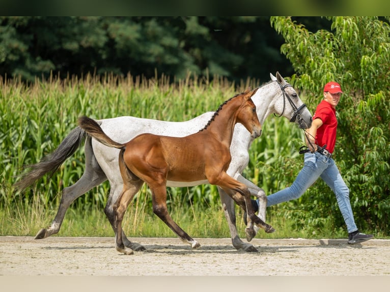 Belgian Warmblood Stallion Foal (03/2025) Brown in GROTE-BROGEL