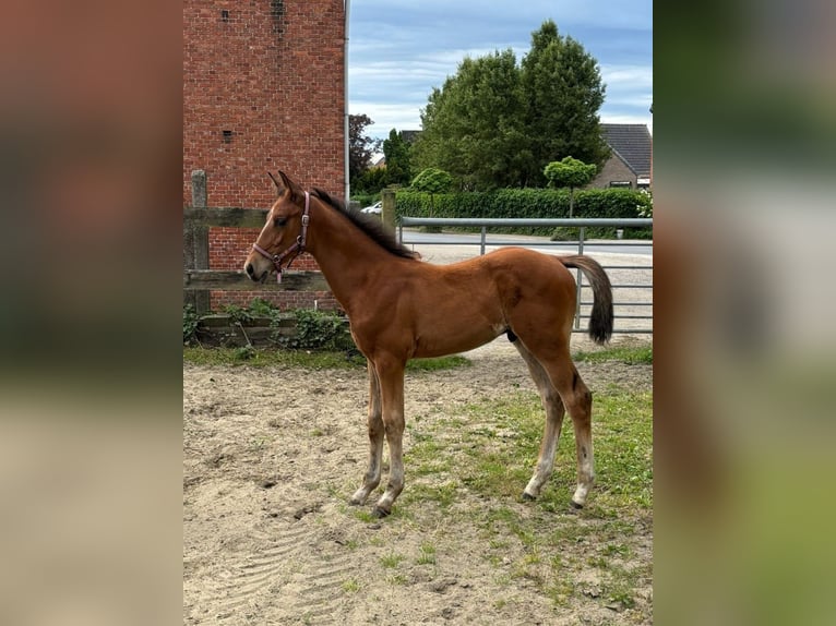 Belgian Warmblood Stallion Foal (03/2025) Brown in GROTE-BROGEL