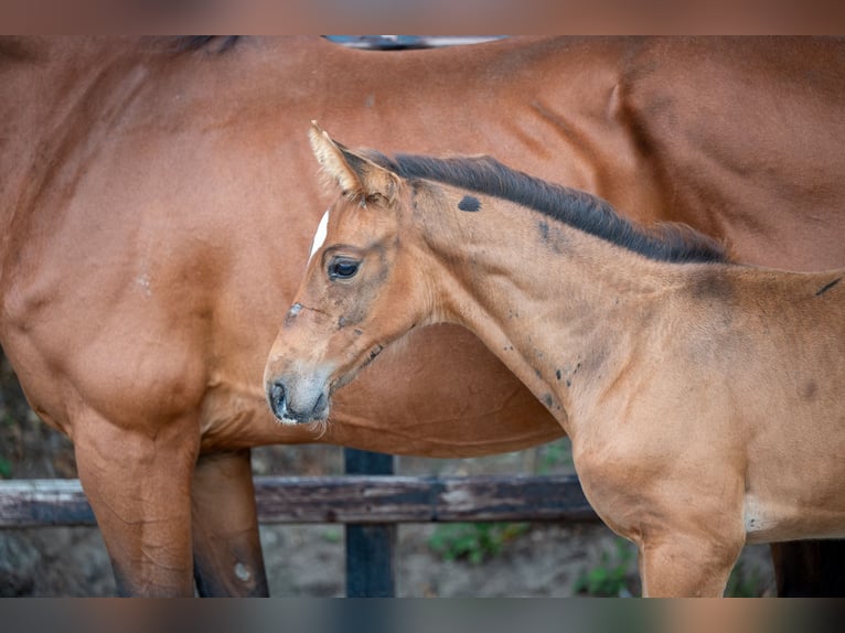 Belgian Warmblood Stallion Foal (07/2024) Brown in GROTE-BROGEL