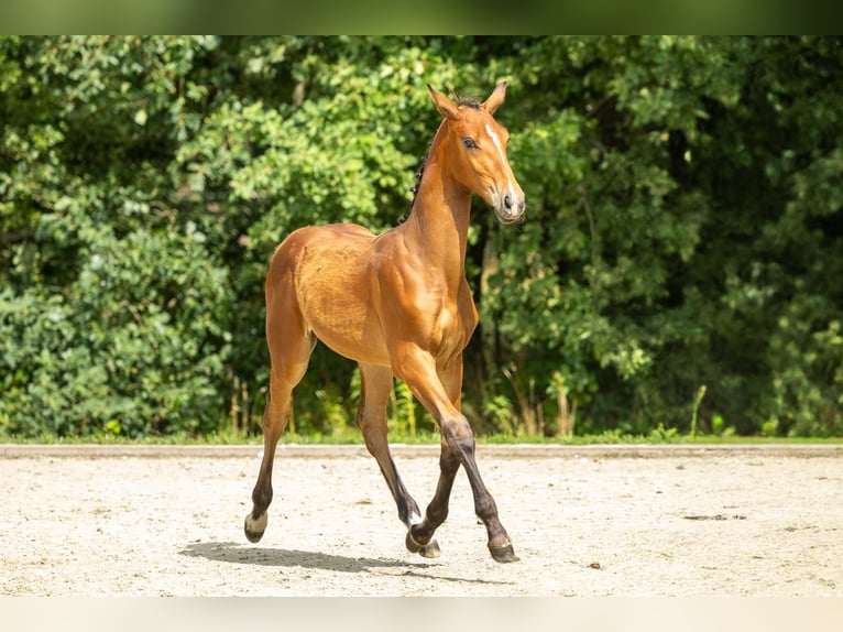 Belgian Warmblood Stallion Foal (03/2025) Brown in GROTE-BROGEL