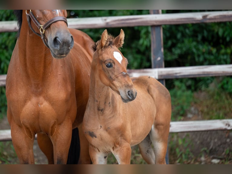 Belgian Warmblood Stallion Foal (07/2024) Brown in GROTE-BROGEL