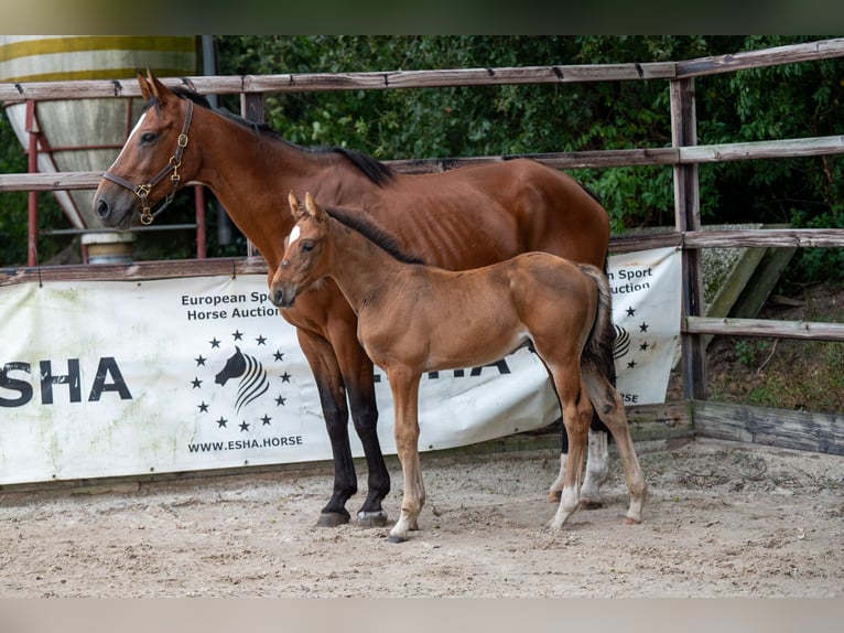 Belgian Warmblood Stallion Foal (07/2024) Brown in GROTE-BROGEL