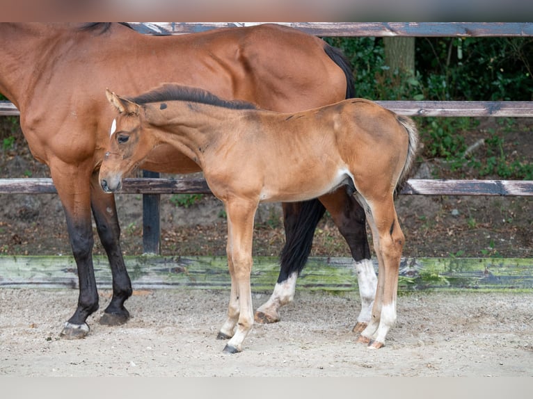 Belgian Warmblood Stallion Foal (07/2024) Brown in GROTE-BROGEL