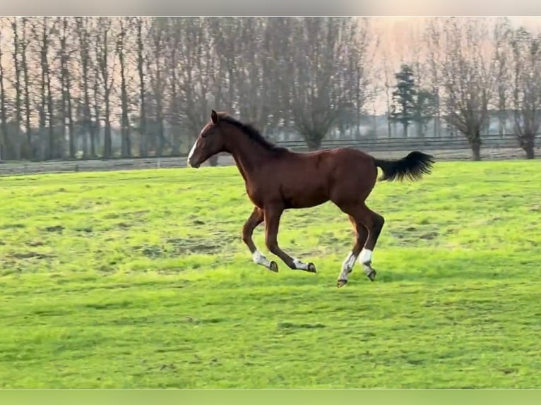 Belgian Warmblood Stallion  Brown in Lokeren