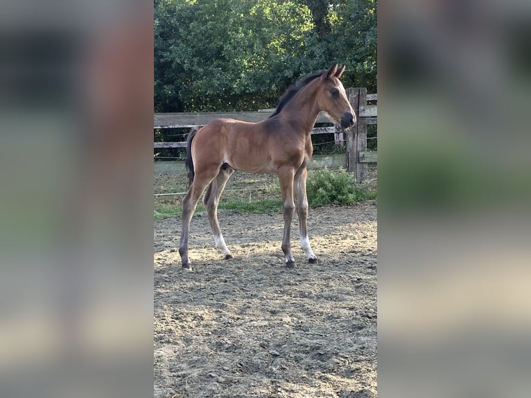 Belgian Warmblood Stallion Foal (07/2025) Brown in Mol