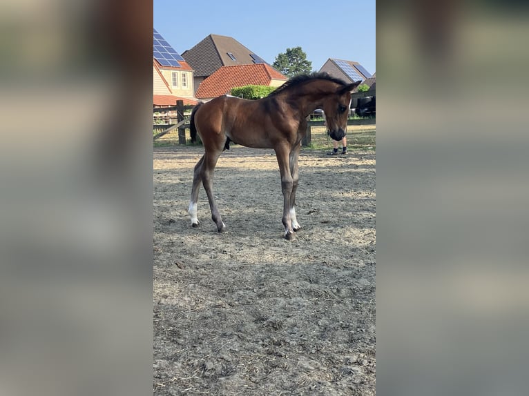 Belgian Warmblood Stallion Foal (07/2025) Brown in Mol