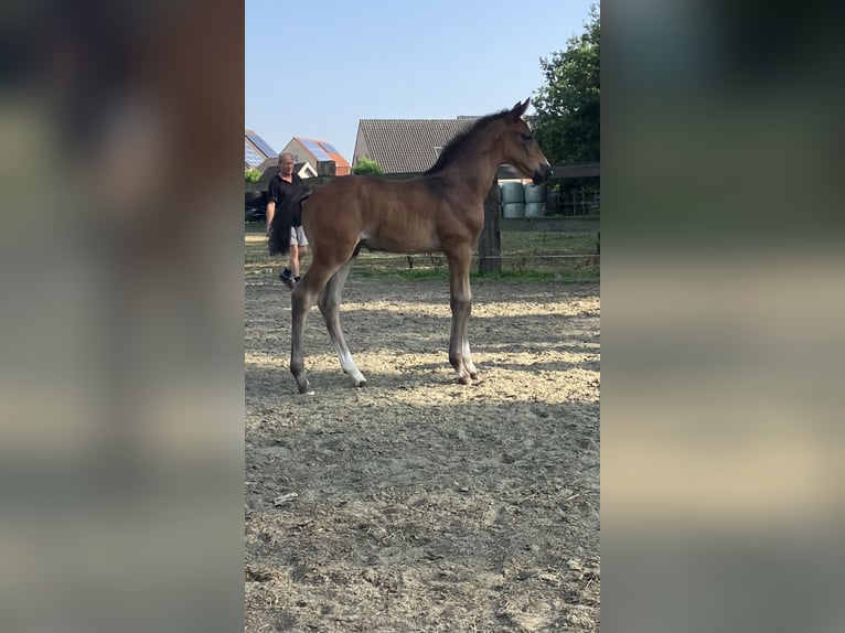 Belgian Warmblood Stallion Foal (07/2025) Brown in Mol
