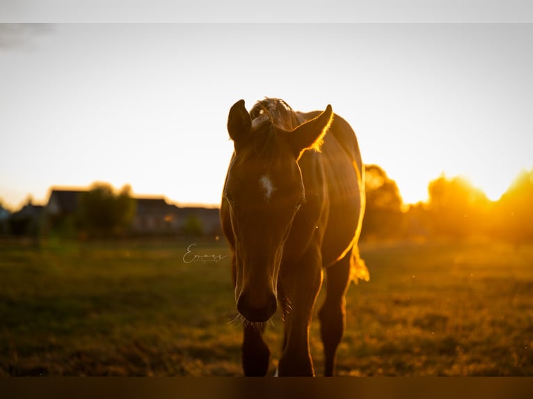 Belgian Warmblood Stallion Foal (04/2025) Brown in Zele
