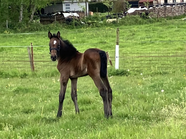 Belgian Warmblood Stallion Foal (04/2024) Can be white in Weerde