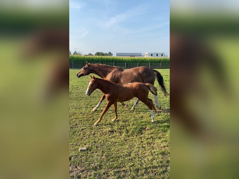 Belgian Warmblood Stallion Foal (05/2024) Chestnut-Red in Aalter