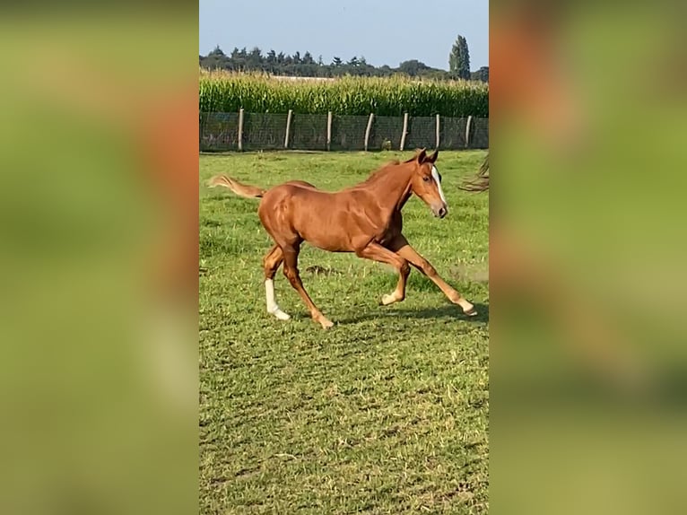 Belgian Warmblood Stallion Foal (05/2024) Chestnut-Red in Aalter