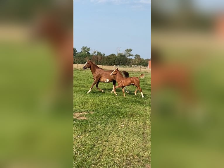 Belgian Warmblood Stallion Foal (05/2024) Chestnut-Red in Aalter