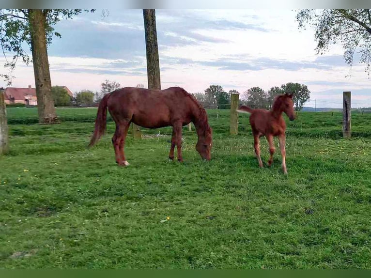 Belgian Warmblood Stallion Foal (02/2024) Chestnut-Red in Bogaarden