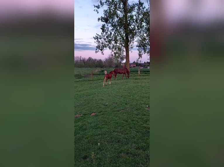 Belgian Warmblood Stallion Foal (02/2024) Chestnut-Red in Bogaarden