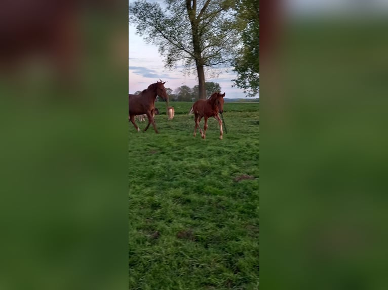 Belgian Warmblood Stallion Foal (02/2024) Chestnut-Red in Bogaarden