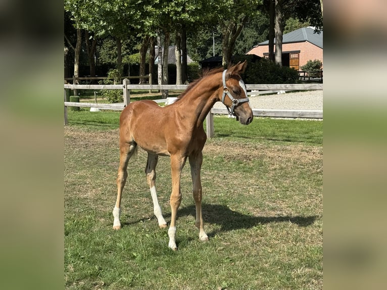 Belgian Warmblood Stallion Foal (06/2025) Chestnut-Red in Gestel Berlaar Belgian Warmblood Stallion Foal (06/2025) Chestnut-Red in Gestel Berlaar